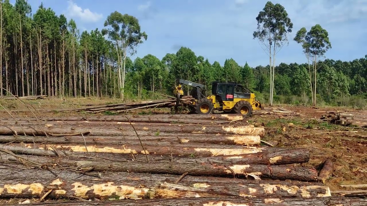 Extracción con #skider #cat #pinos #pinus #forest #viral #viralvideo #viralshorts #viralshort 
