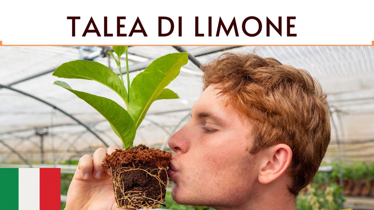 TALEA DI LIMONE - AGRUMI LENZI