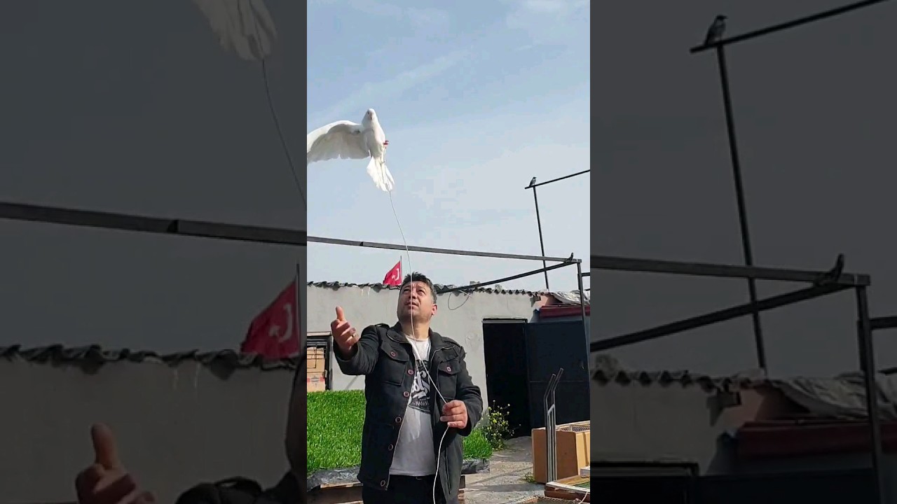 İpte Oynayan Taklacı #g&uuml;vercin #pigeon #kabutar #kabootar #birds