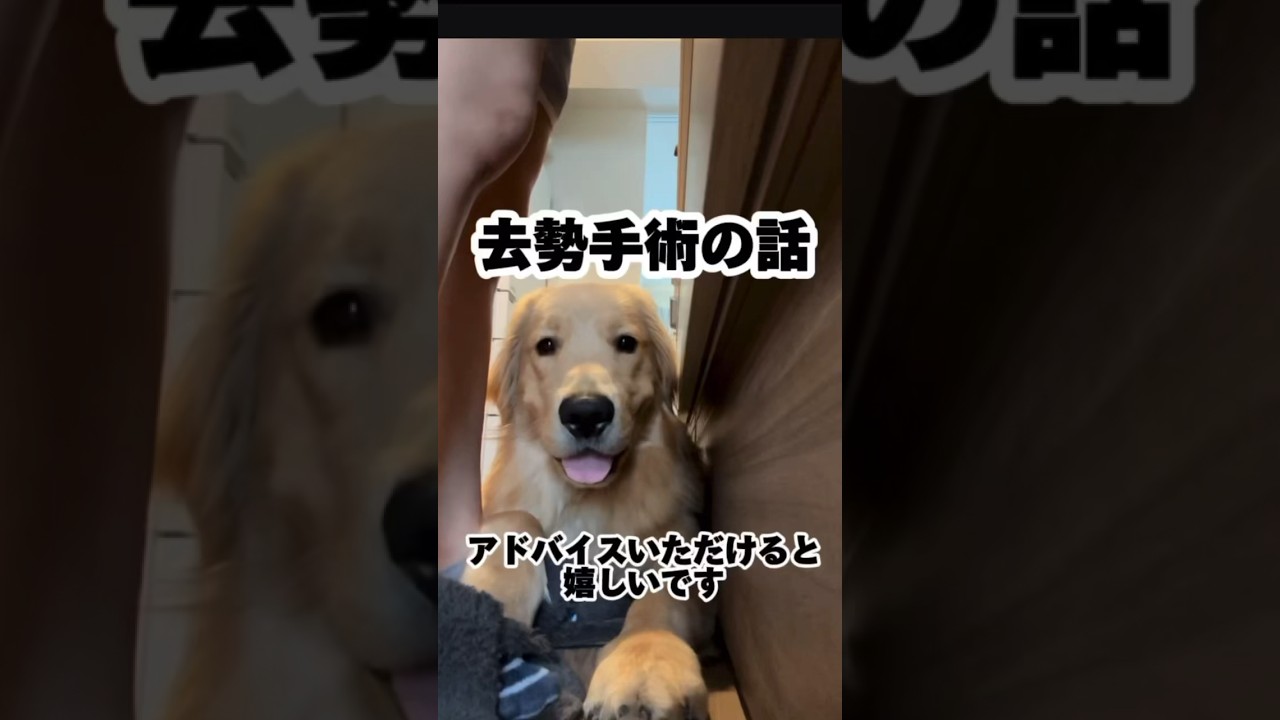 去勢手術の話(アドバイスいただけると助かります） #ゴールデンレトリバー #dog #子犬 #goldenretriever #一人暮らし #大型犬