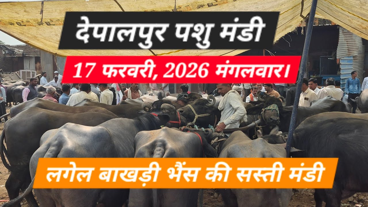 #देपालपुर पशुमंडी बाखड़ी लगेल #मुर्रा भैंसों के भाव। शुरुआती कीमत 60000 लगेल भैंस #baffalo 