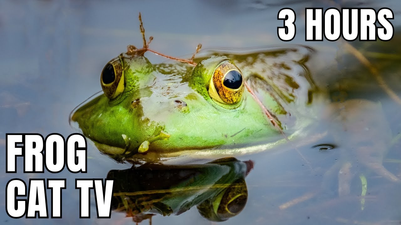3 Hours of Frogs in the Swamp 🐸 | Cat TV with Swamp Ambience Sounds