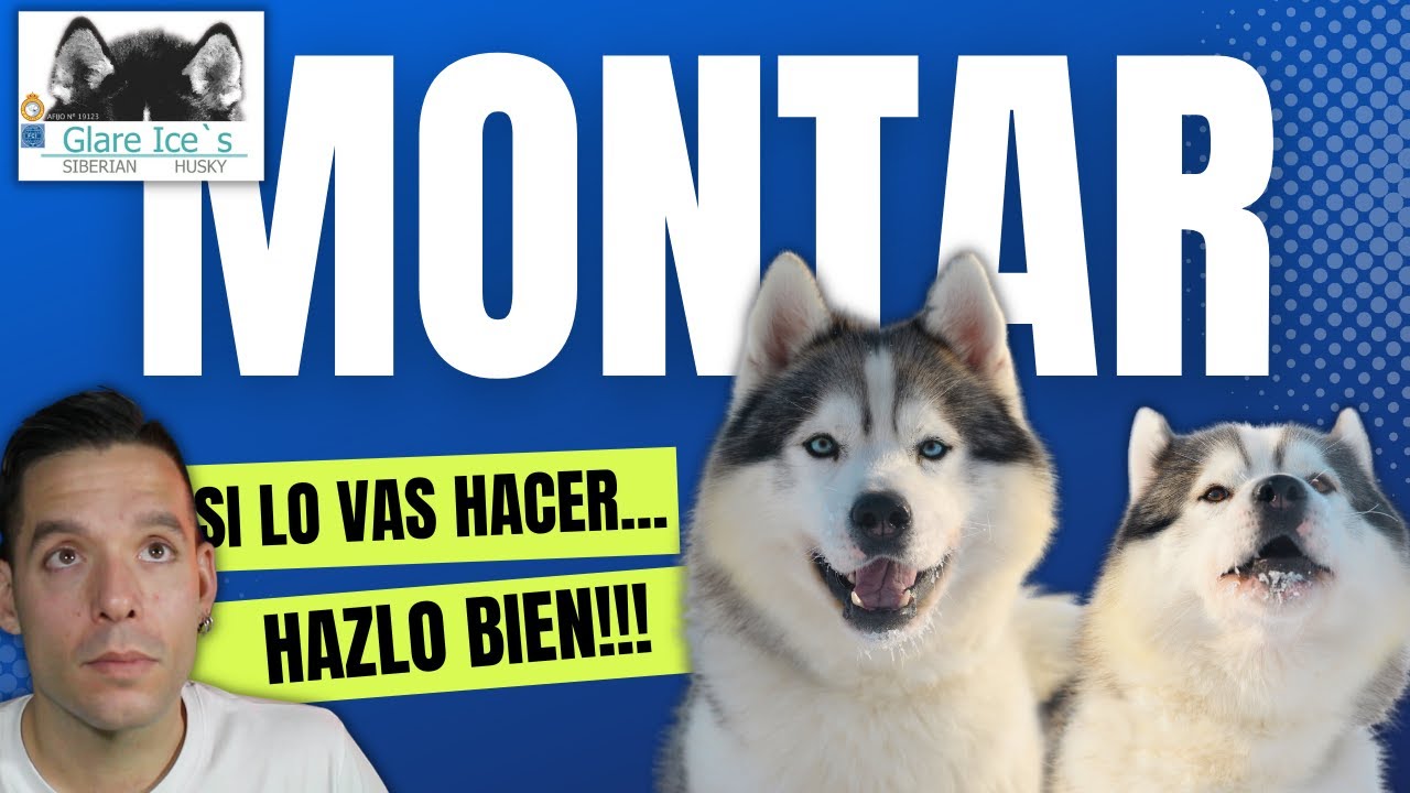 ✅ COMO CRUZAR a un HUSKY SIBERIANO HEMBRA CORRECTAMENTE
