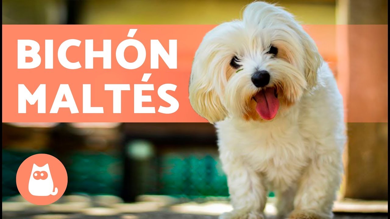 El bichón maltés
