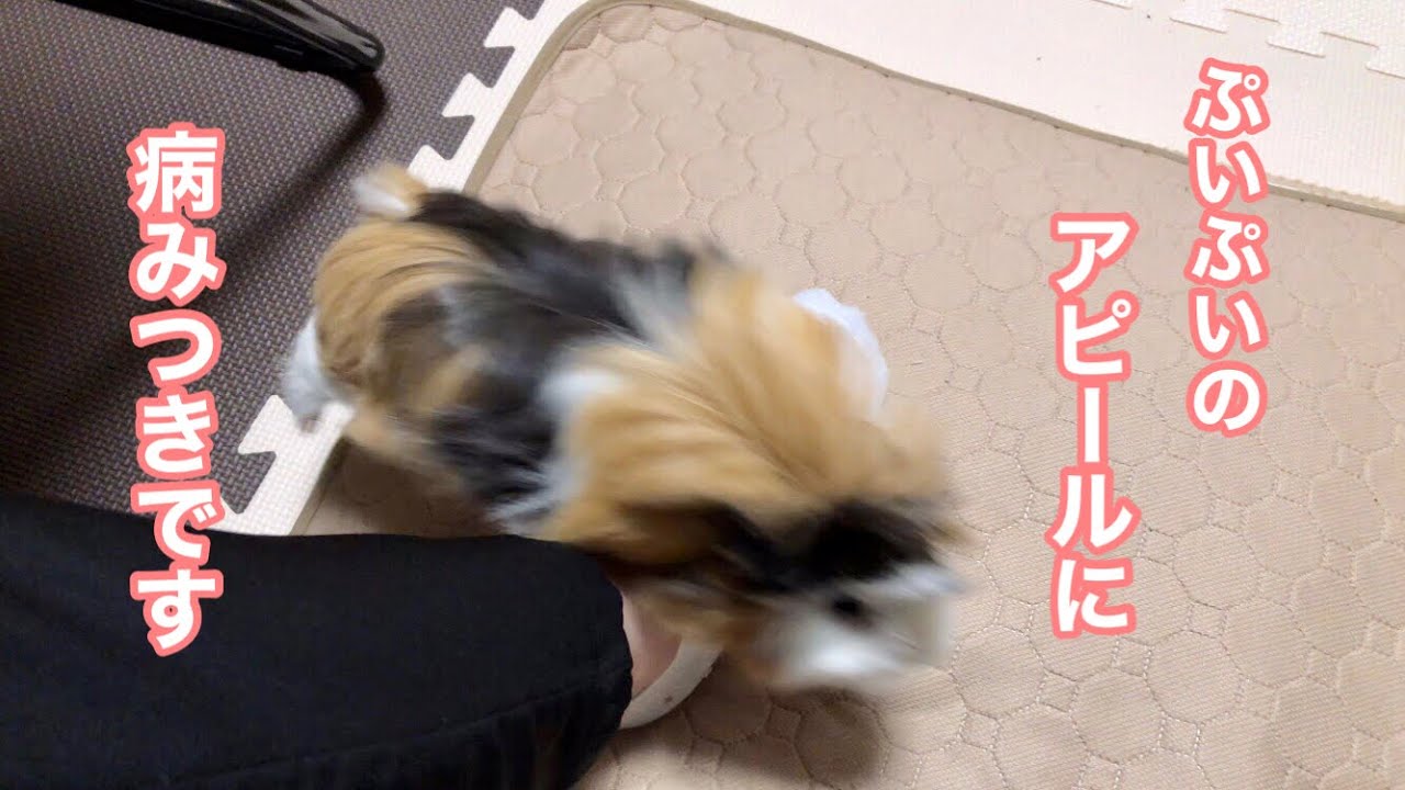 モルモット【ぷいぷいが得するお父さんの休日】Dad's holiday that benefits Pui Pui