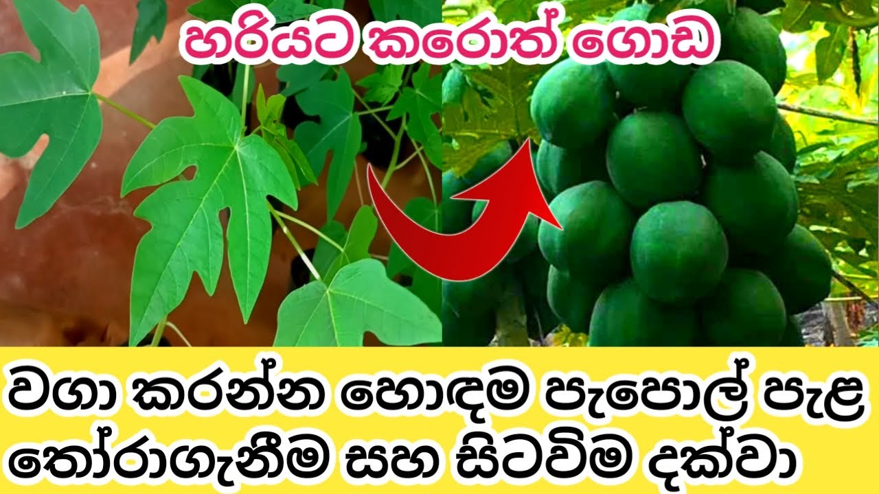 වගාවට හරියටම පැපොල් පැළ තෝරාගන්නේ කොහොමද? නිවැරදිව සිටුවන්නේ කොහොමද?Papow cultivation / best Papaya