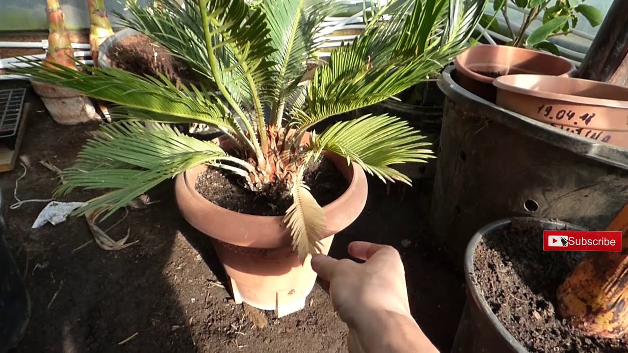 ✔☑Odc-457-Sagowiec cycas.Kr&oacute;tko o uprawie, zimowaniu, podlewaniu.Aby był piękny cały rok