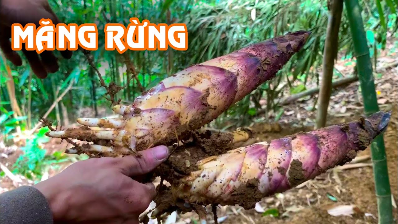 ĐÀO MĂNG RỪNG - MĂNG VẦU LOẠI NGỌT | TYVC