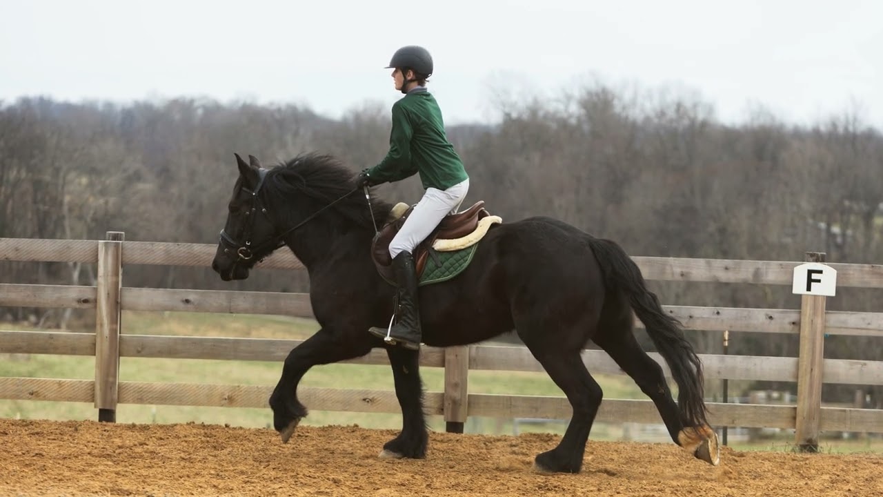 Titan Percheron/QH Gelding For His Glory Farms 2026