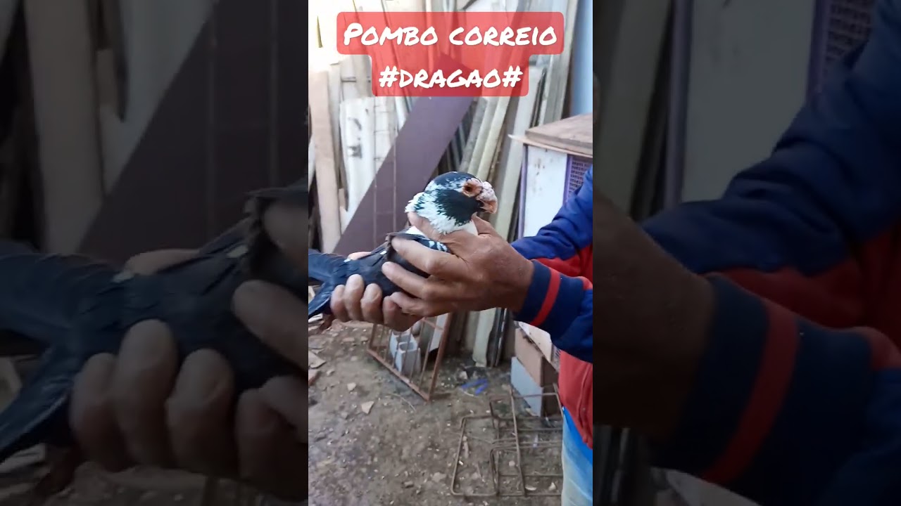 #pombo correio dragao #shortes