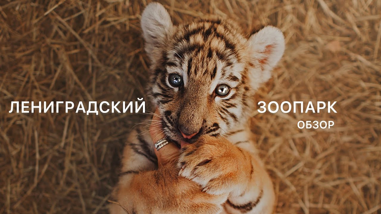 ЛЕНИНГРАДСКИЙ ЗООПАРК // ЧЕСТНЫЙ ОБЗОР