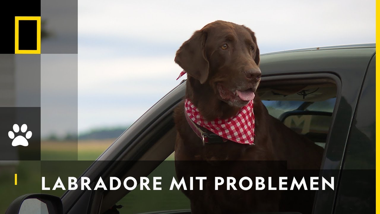 Labrador mit Zipperlein | Der Unglaubliche Dr. Pol