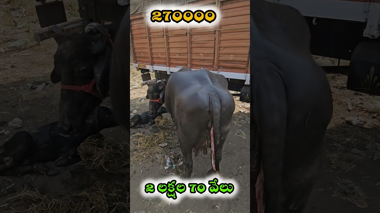ERRAGADDA BUFFALO MARKET || ఎర్రగడ్డ గేదెల మార్కెట్ || #dairyfarming #erragadda​ #sundaymarket #agri