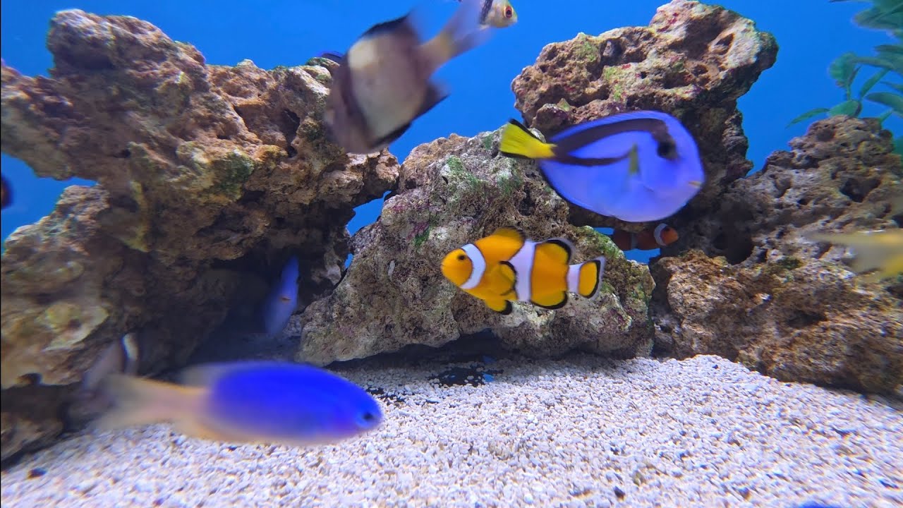 Clownfish & Blue Tang (Big Al's) - Tropical and Caribbean Vibes Music 