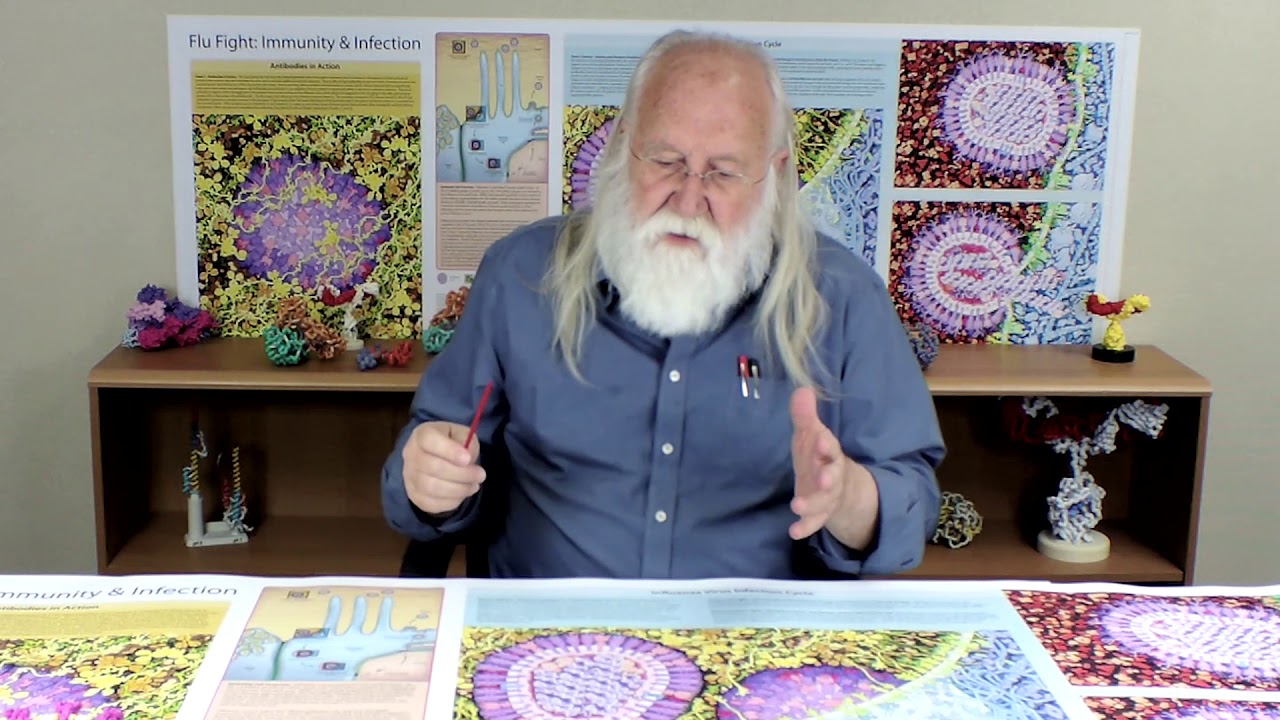 The Science of Coronaviruses: Receptor-Mediated Endocytosis