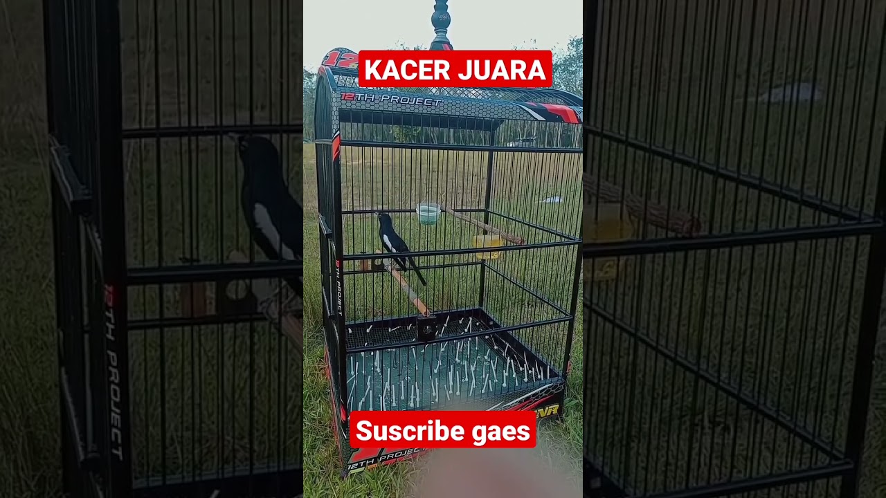Kacer juara 