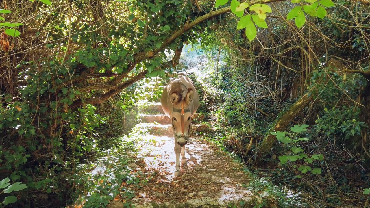 #104 Hiking trail from Dimitsana Water Museum to Filosofou monastery in Peloponnese, Greece