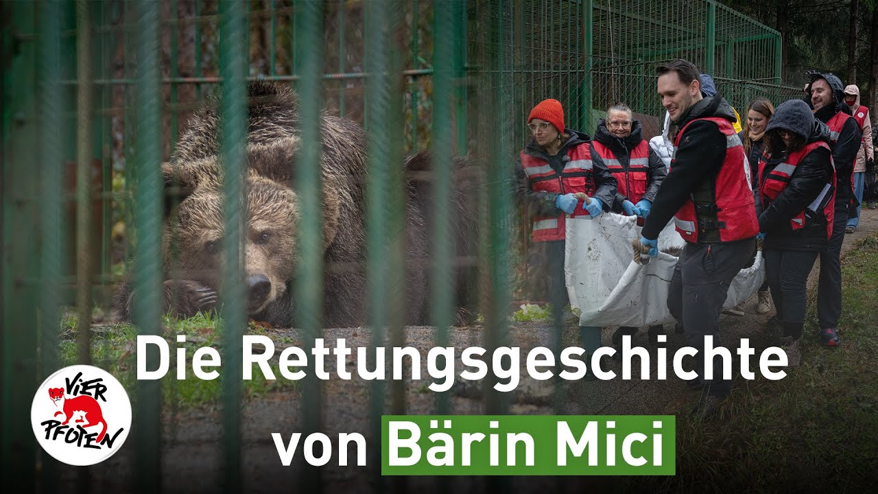 Von Slowenien nach Österreich: Die Rettung von Bärin Mici | VIER PFOTEN