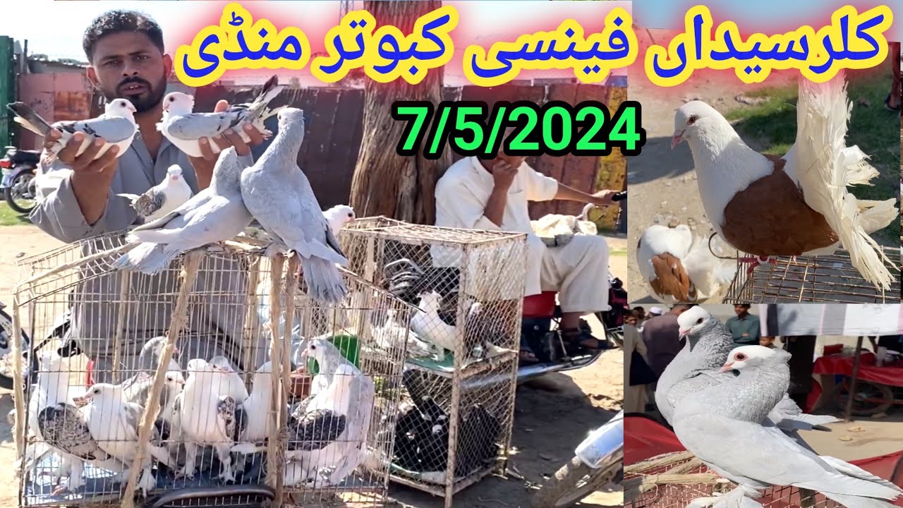 Fancy Kabootar Market Kallar Syedan | Latest Update Fancy Pigeon price 7/5/2024 | Kabutar Bazar !