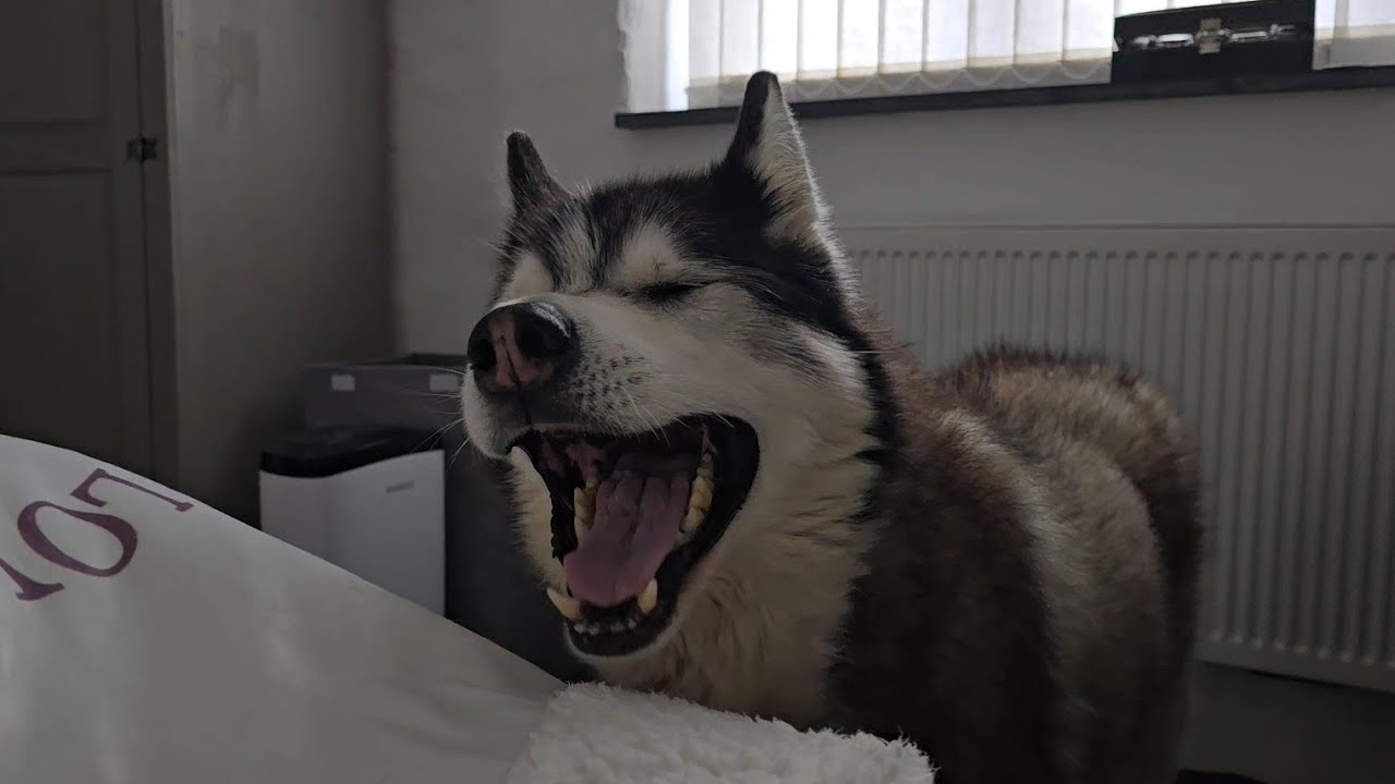 Husky Wakes Me Up Nice And Early For This!