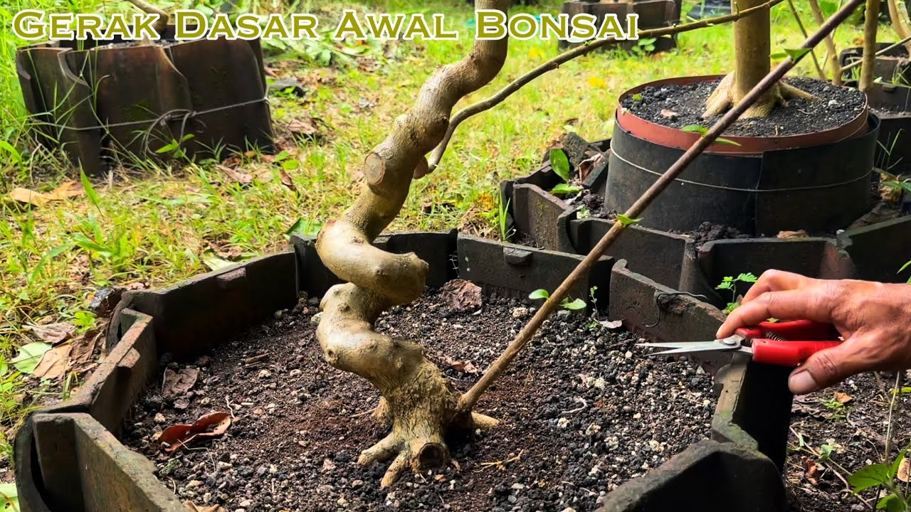 Gerak Dasar Bonsai Sanagt Menentukan Hasil Akhir Bonsai