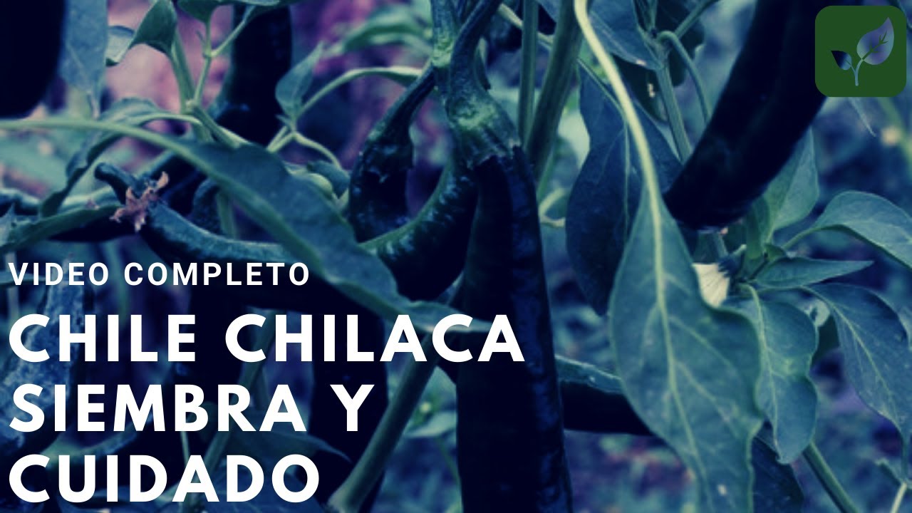 CHILE CHILACA PASILLA: SIEMBRA CRECIMIENTO Y CUIDADO VIDEO COMPLETO