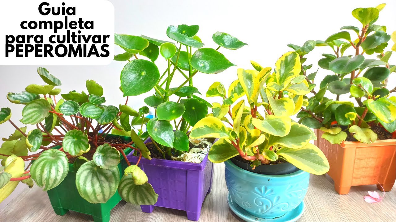 Cultiva peperomias en estos 5 pasos