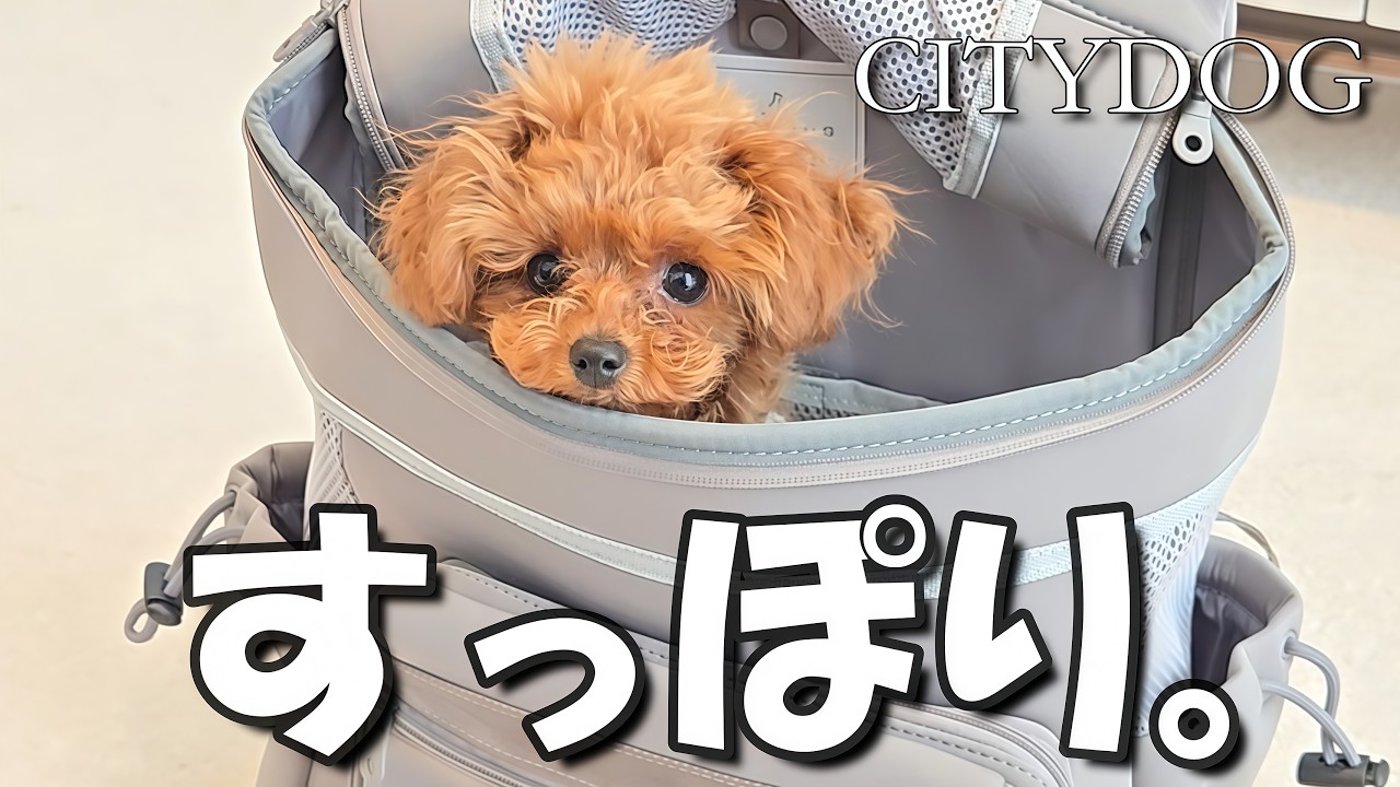 はじめてのリュックとドッグカフェ｜トイプードル子犬ぽこた（CITYDOG）