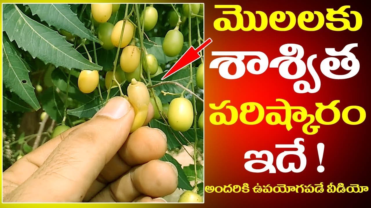 మొలలకు శాశ్విత పరిష్కారం ఇదే ! అందరికి ఉపయోగపడే వీడియో || #HemorrhoidsHealthTip