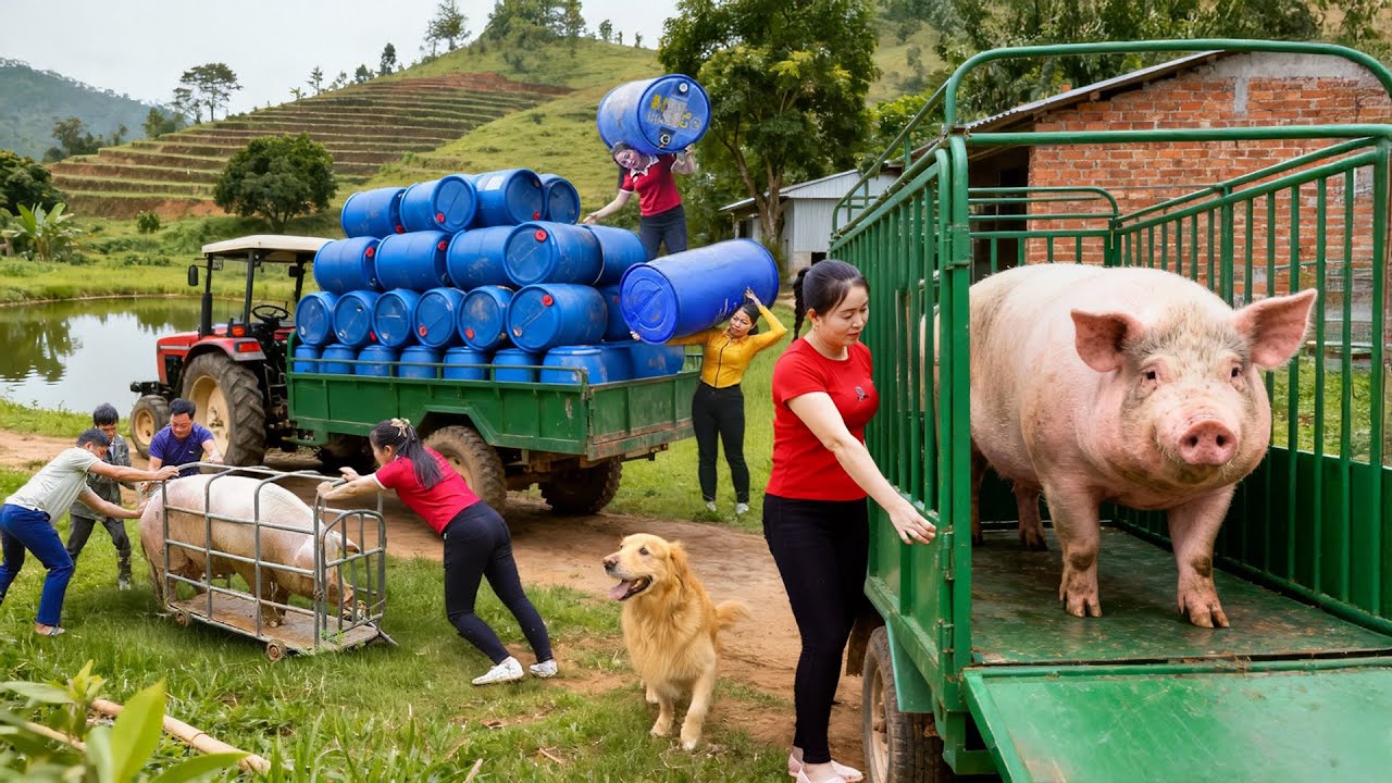 Using a 3-Wheeled Truck to Transport 250kg of Pigs | Transporting Numerous Drums for Ly Phuc Vy