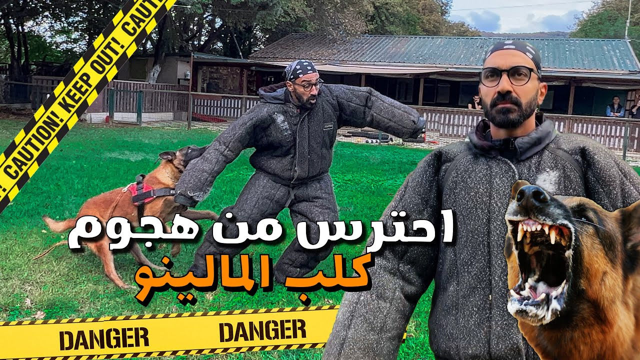 لحظات من الرعب أثناء هجوم كلب المالينو البلجيكي !! اخطر كلاب الارض