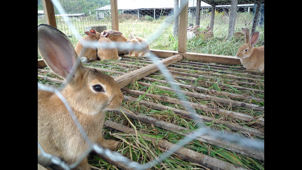 Rabbit farming is an emerging but profitable business
