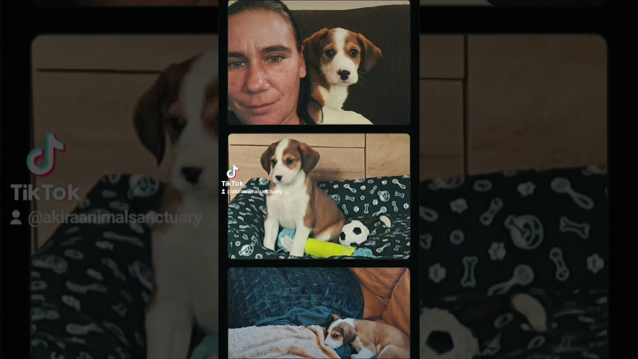 one of our J pups Jeff loving his forever home. 