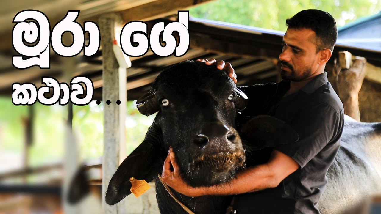 මුහ්රා ගේ කතාව | Murrah Buffalo