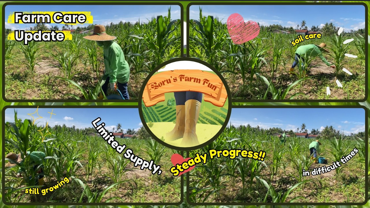Farming in a Fertilizer Crisis 🌽🌾👨‍🌾 #Fertilizing #FarmLife #Pemupukan
