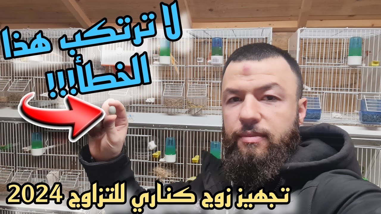 تجهيز ذكر كناري وأنثى كناري للتزاوج بأسرع وقت ممكن دليل داخل الفيديو