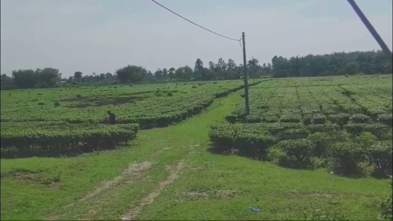 Tea Garden For Sale In Siliguri at Jalpaiguri Near Maynaguri West Bengal India WhatsApp 9810020296