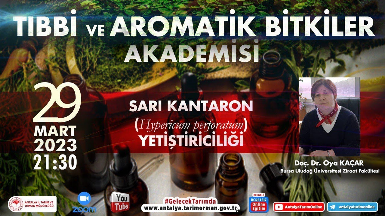 Tıbbi ve Aromatik Bitkiler Akademisi-22 Sarı Kantaron (Hypericum perforatum) Yetiştiriciliği Doç.Dr.