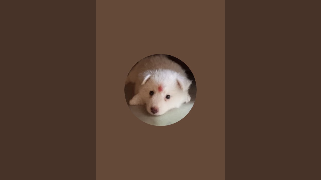 DandeliansS Chikuu is live!