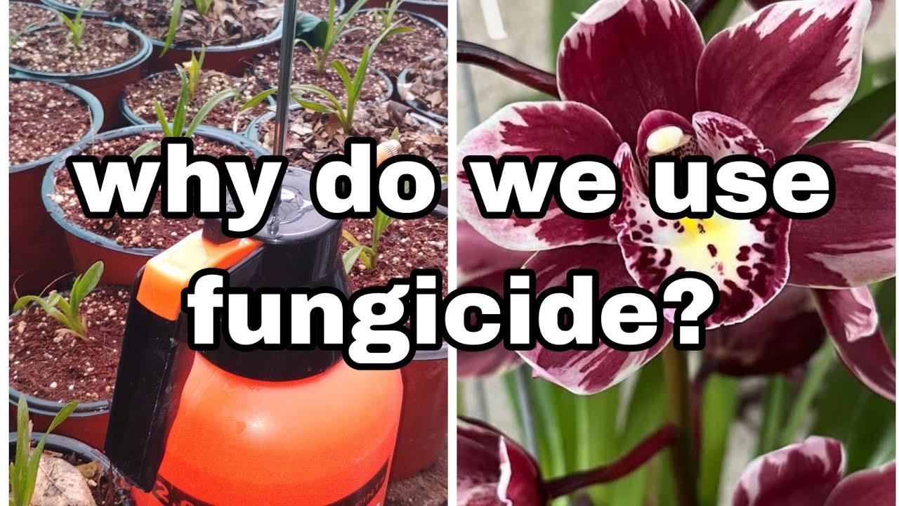 Why do we use fungicide in cymbidium orchids? 