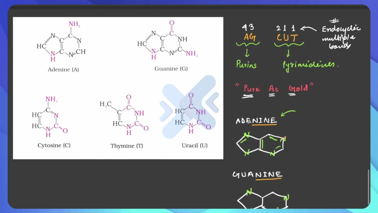 QX02: Tricks to remember Nitrogenous Bases of Nucleic Acids  || QuestX