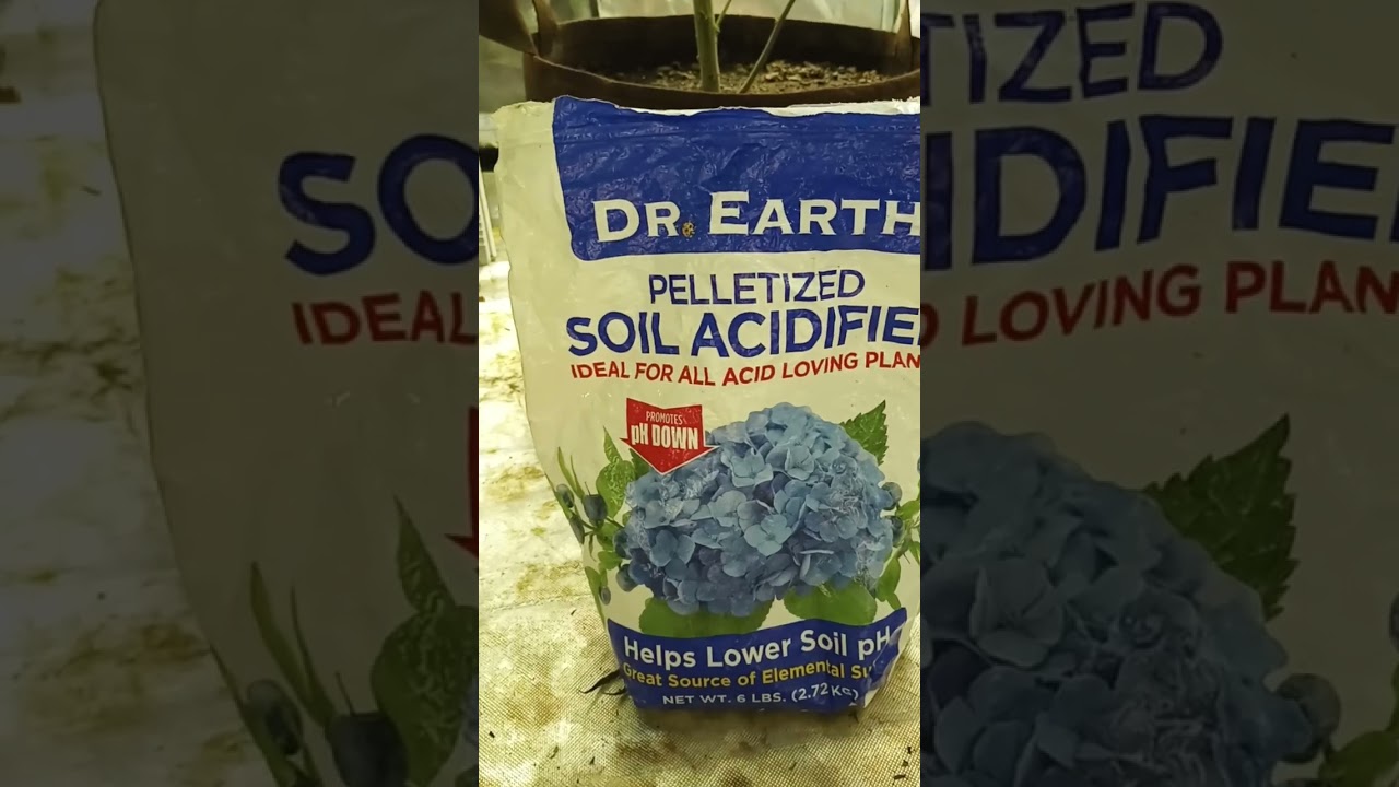 Strawberry OG! Cali connection seed company!