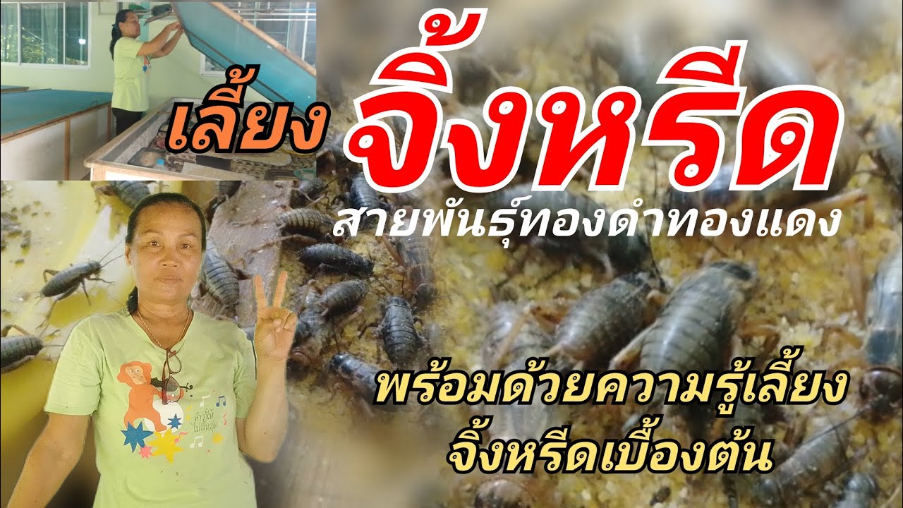 เลี้ยงจิ้งหรีด สายพันธุ์ทองดำทองแดง พร้อมความรู้เลี้ยงจิ้งหรีดเบื้องต้น #ชอบคลิปนี้กดติดตามด้วยครับ
