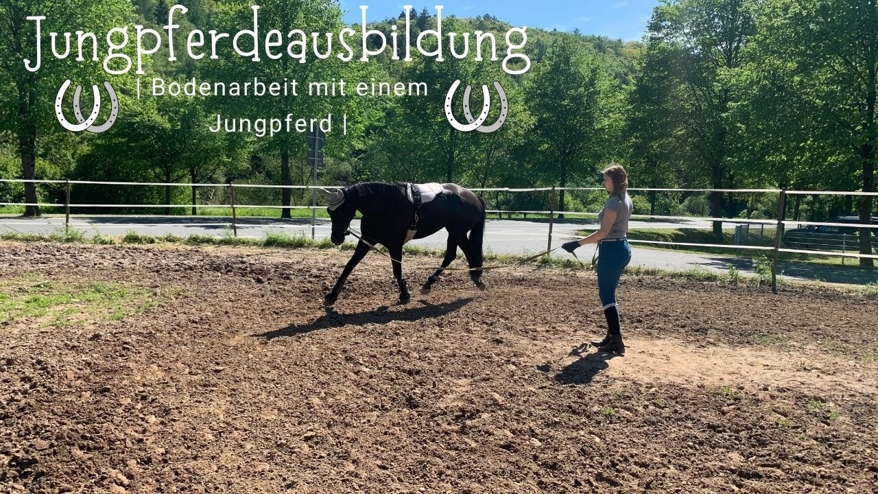 Jungpferdeausbildung 🐴 | Bodenarbeit mit einem Jungpferd ✨ | Longenarbeit | Oasy | VLOG 35