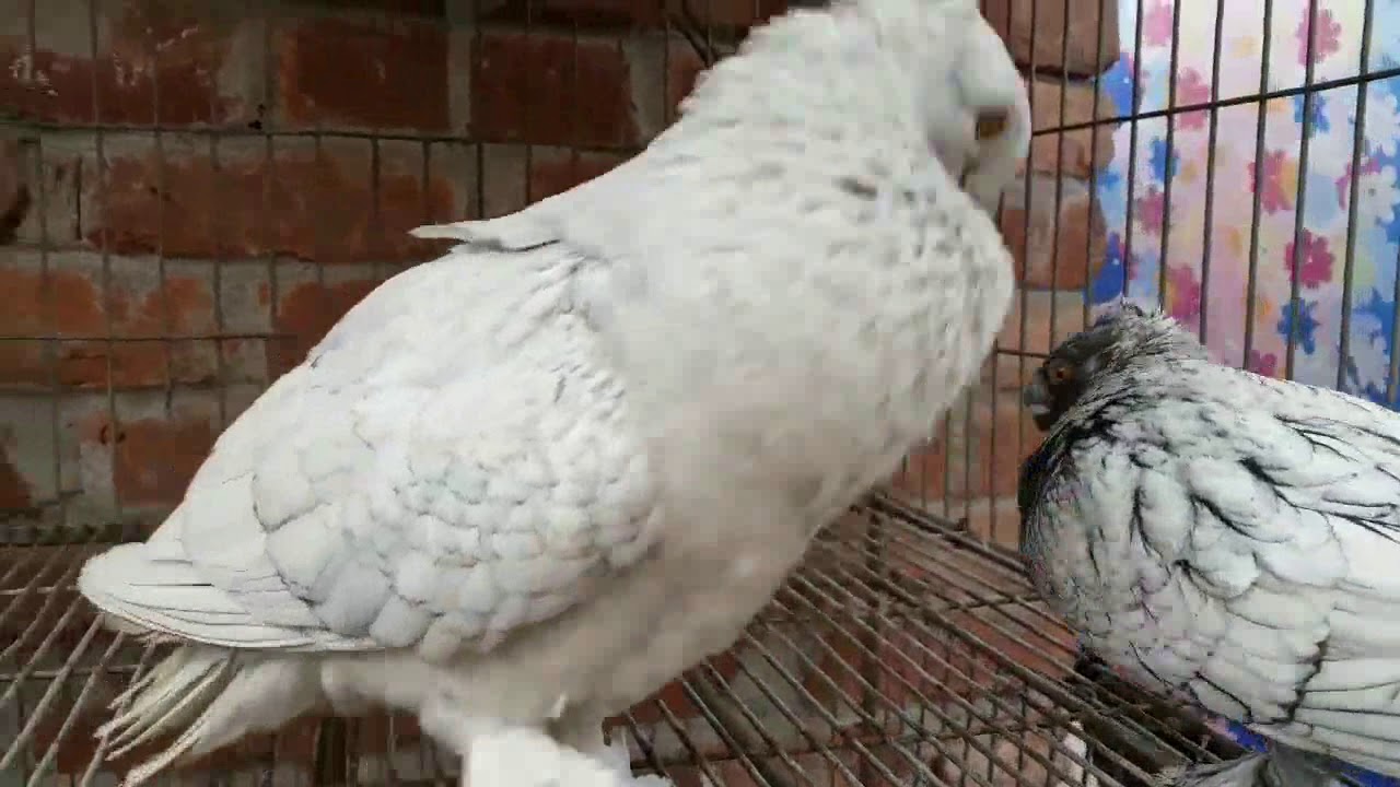 Male Blondinette Pigeons are in Action | Fancy Oriental Frill Breed | Fancy Pet