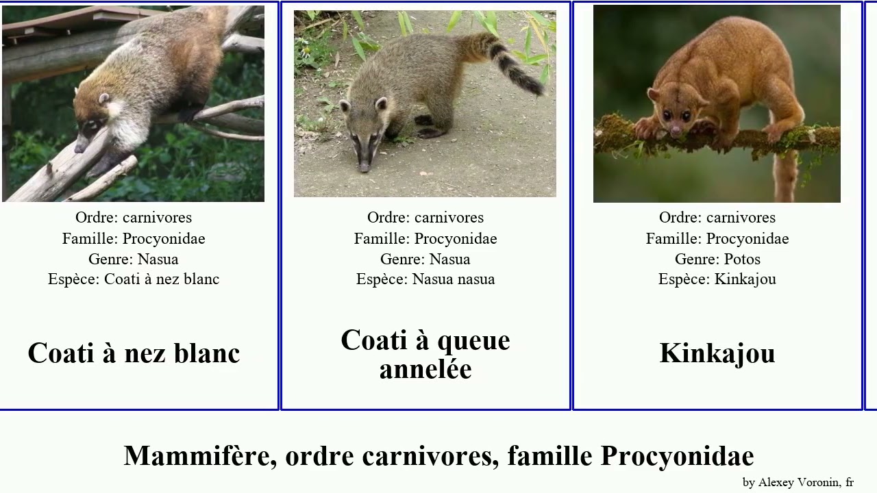 Mammif&egrave;re, ordre carnivores, famille Procyonidae Carnivora order Carnivora family Procyonidae nez