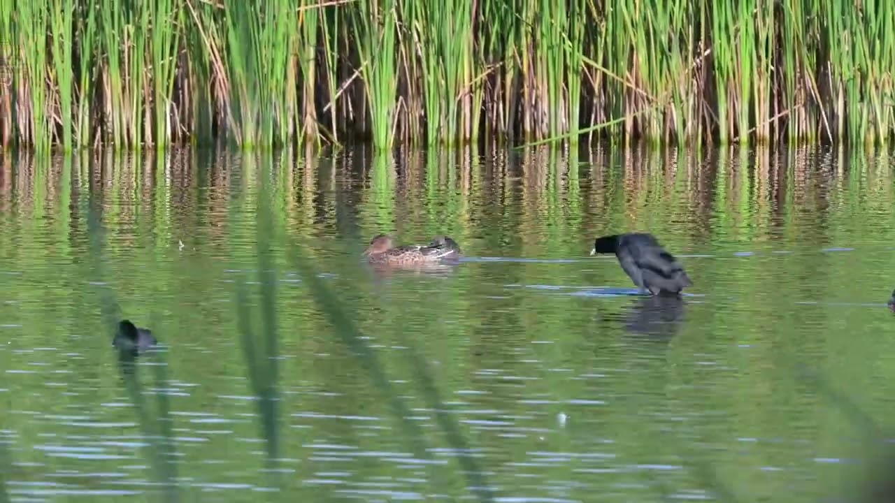 Slobeenden (baden en baltsen) - Visvijvers Bergeijk 27-9-2023