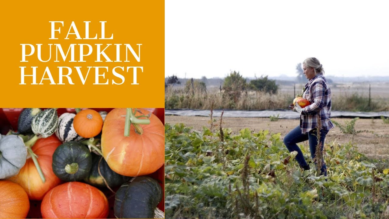 FALL PUMPKIN HARVEST