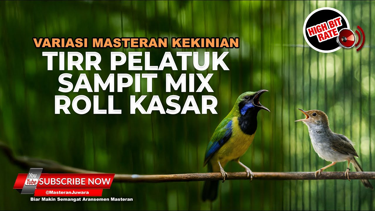 🔴 Live Masteran Prenjak Tir Panjang Isian Pelatuk Sampit vs Cucak Cungkok Super Gacor Roll Speed