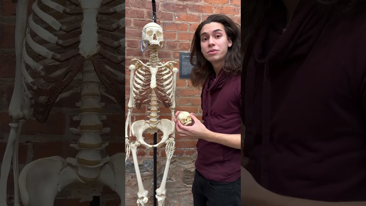 How to tell the difference between a male vs female skeleton